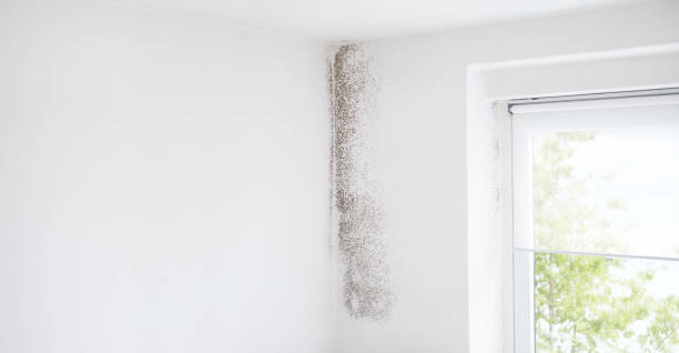 Trusted Inwood, NY Mold Removal Experts